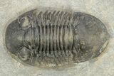 Detailed Paralejurus Trilobite Fossil - Atchana, Morocco #273389-1